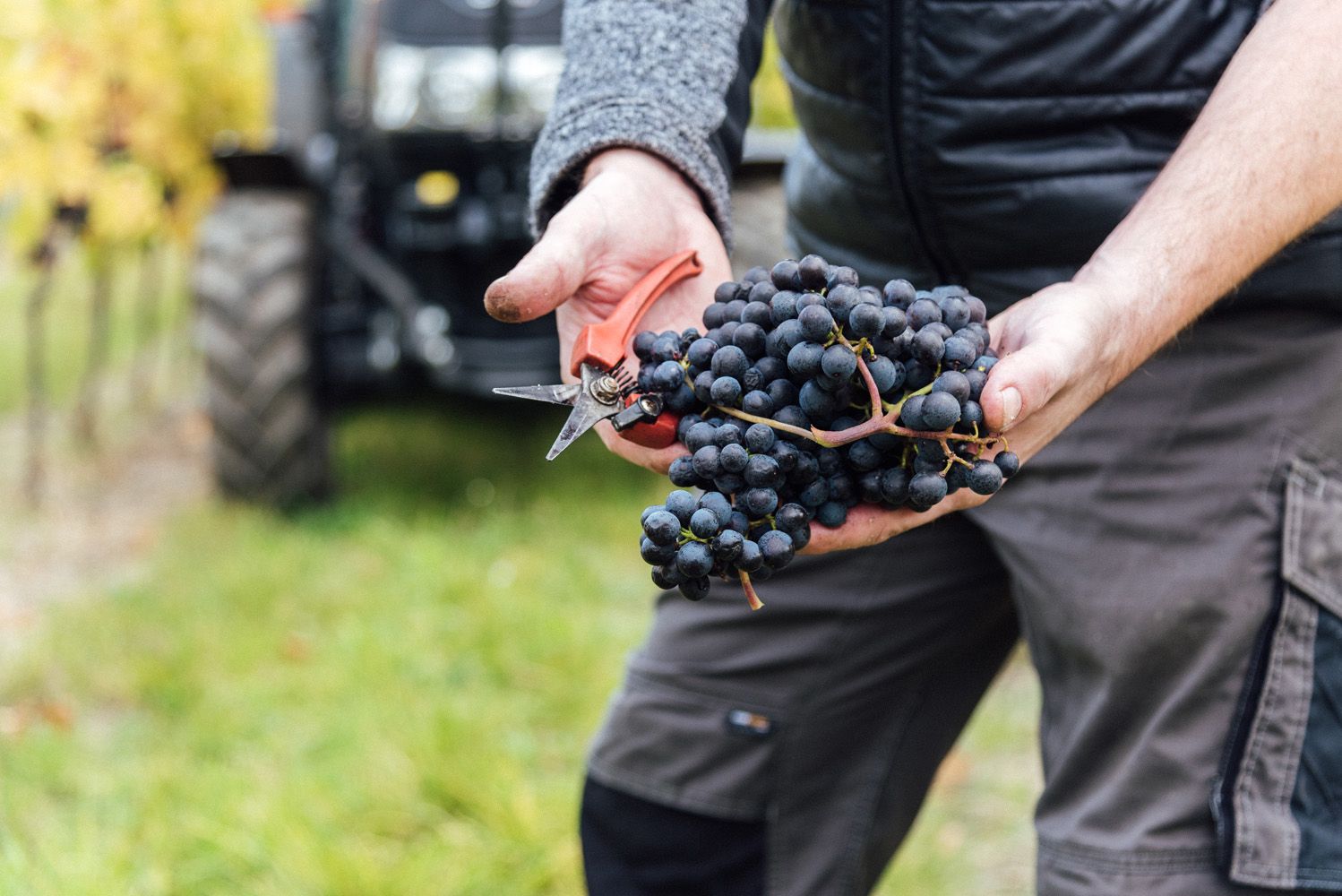 Aktuálně z vinařství