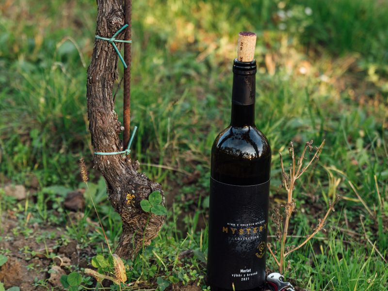 Podzim ve vinohradě