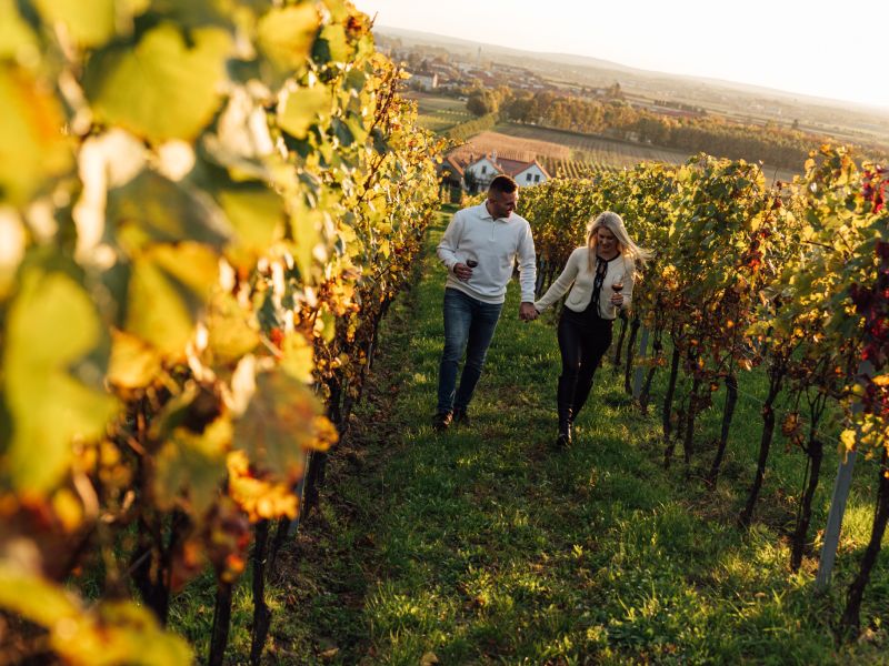 Podzim ve vinohradě